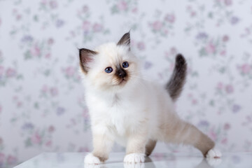 Sacred Birman kitten, birma on a light background