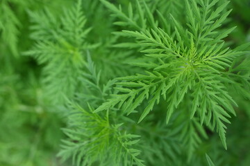 Fototapeta na wymiar green leaves of ragweed close-up, green branches of ragweed photo from above