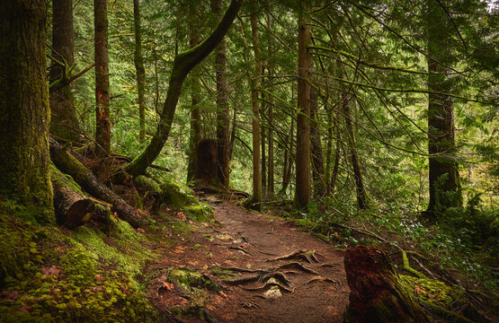 Scenic west coast rainforest, rich in moss, sword ferns, cedar trees, and Douglas fir trees. Hiking Trail in Skookumchuck Narrows Provincial Park. Sunshine Coast, British Columbia, Canada