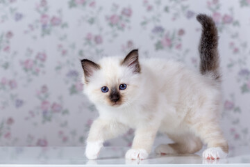 Sacred Birman kitten, birma on a light background