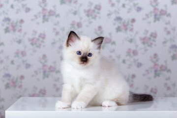 Sacred Birman kitten, birma on a light background