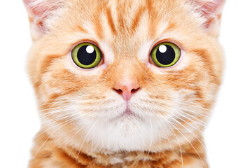 Portrait of cute kitten Scottish Straight, closeup, isolated on white background