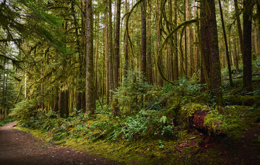 Scenic west coast rainforest, rich in moss, sword ferns, cedar trees, and Douglas fir trees. Hiking Trail in Skookumchuck Narrows Provincial Park. Sunshine Coast, British Columbia, Canada