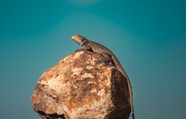 lizard on a stone with sky in the background