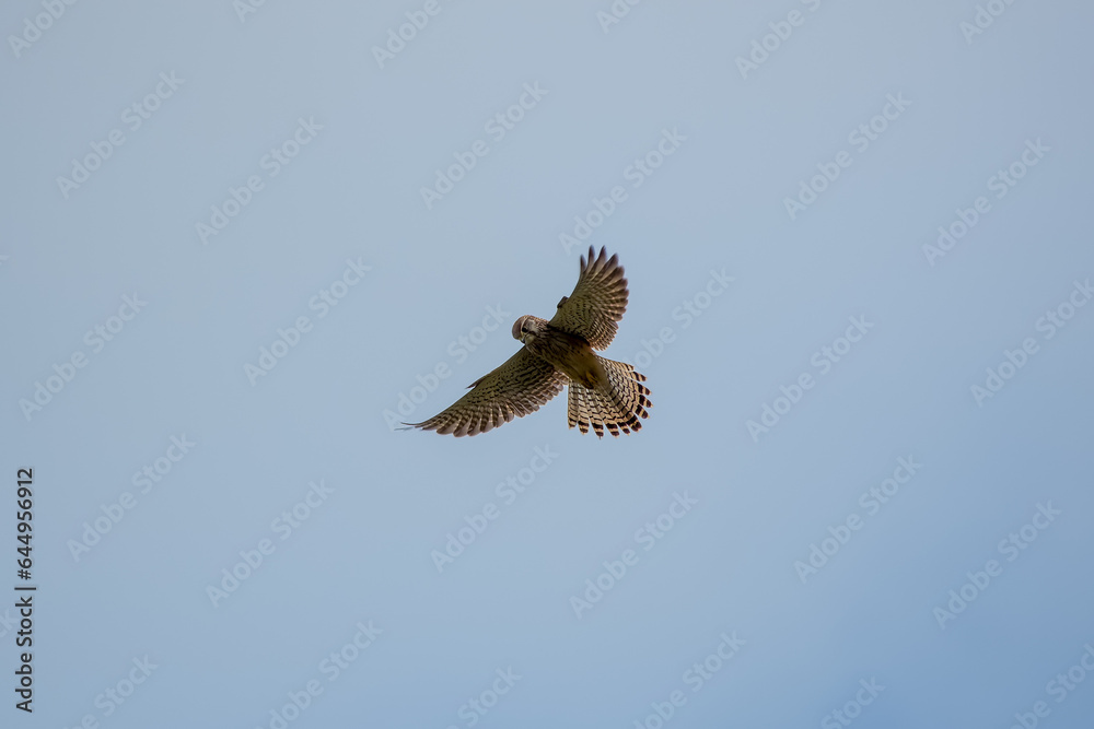 Wall mural kestrel a bird of prey species belonging to the kestrel group of the falcon family hovering in the sky