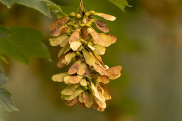 belle grappe de fruits de l'érable 