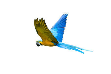 Blue and yellow macaw isolated in flight 
