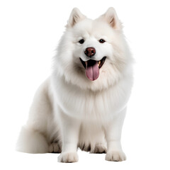 White samoyed pomerarian dog isolated
