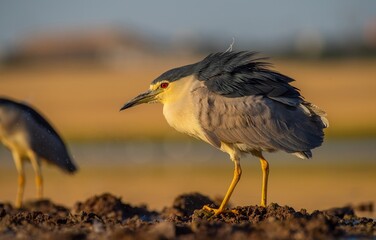 Black-crowned Night Heron (Nycticorax nycticorax) is a wetland bird found in suitable habitats in Asia, Europe, America and Africa. It hunts especially at sunset and sunrise.