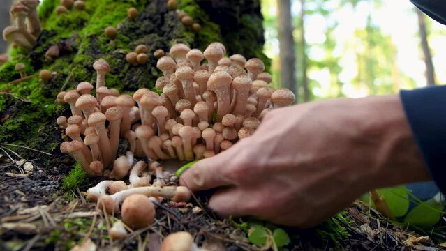 Man collects forest mushrooms, cutting them with a knife. Mushroom of the Armillaria family. Grows in groups on stumps and birches.