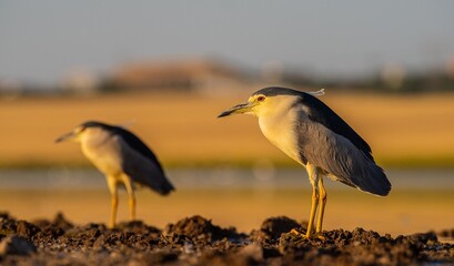 Black-crowned Night Heron (Nycticorax nycticorax) is a wetland bird found in suitable habitats in Asia, Europe, America and Africa. It hunts especially at sunset and sunrise.