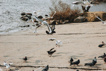 Fototapeta premium White seagulls and doves eat on a concrete slope near the sea, ocean. Feeding the birds.