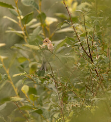 pinson des arbres à l'abri dans la végétation en été 
