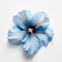 One Blue Hibiscus flower isolated on white background, top view. Floral flowers pattern.