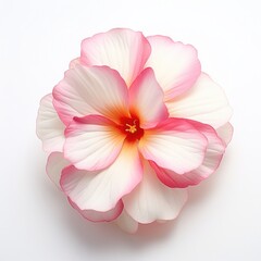 One Impatiens flower isolated on white background, top view. Floral flowers pattern.