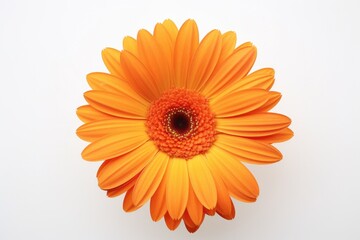 One Gerbera flower isolated on white background, top view. Floral flowers pattern.