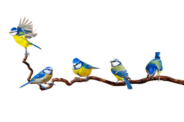 Birds perched on a branch. Png format.  Bird: Eurasian Blue Tit. Cyanistes caeruleus.