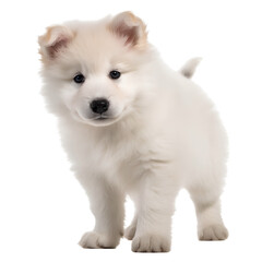 white saomyed puppy isolated 