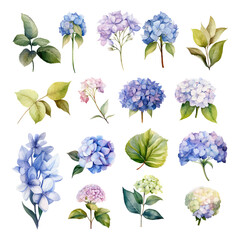 Set of Hydrangea Flower Watercolor