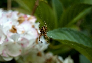 A large Garden Spider on its web. UK, Hampshire.