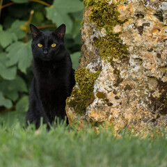 chat noir aux yeux d'or assis, un soir d'été 