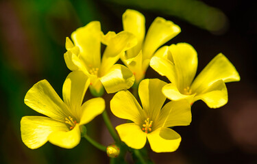 Sorrel (Oxalis pes-caprae). A small group of sorrel also known as Geelsuring, private garden Uniondale, Western Cape.