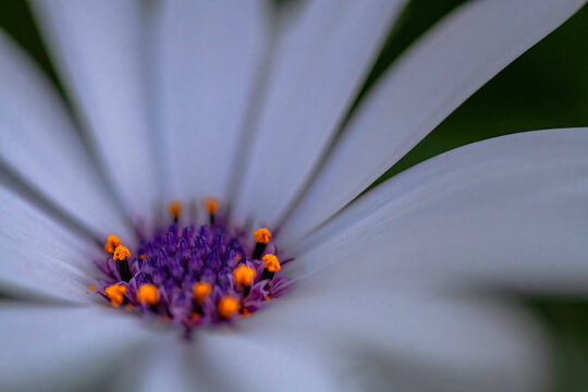 A purple crown. A close up of a marguerite flower head (Ursinia anthmoides) in a private garden, Uniondale, Western Cape.