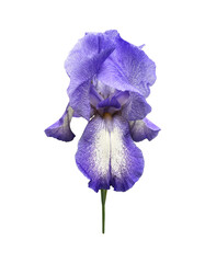 Iris bright violet flower with leaves close-up, cutout with clipping path object on the white background, floral element of design, decor