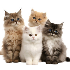 group of playful kittens isolated 