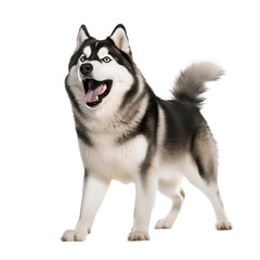 Fototapeta premium siberian husky dog isolated