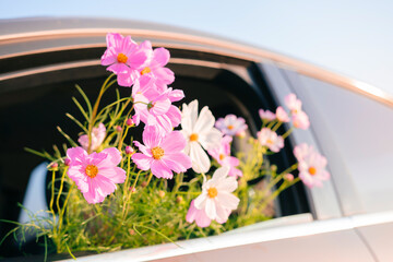 group of pink cosmos flowers sticking out of the car window