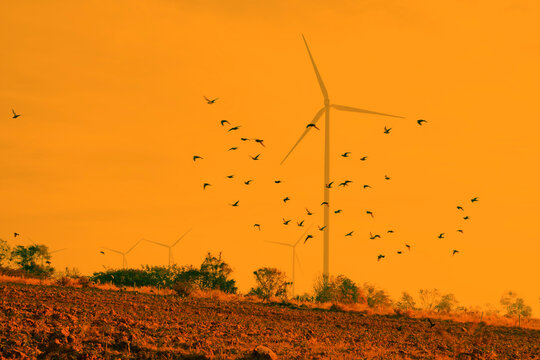 flock of birds flying in wind turbine farm in morning. renewable energy to businesses, homes, and agricultural area. 