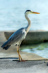 Grey Heron (Ardea Cinerea) in Maldives