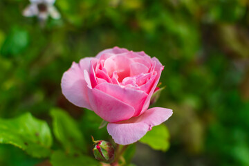pink rose and bee