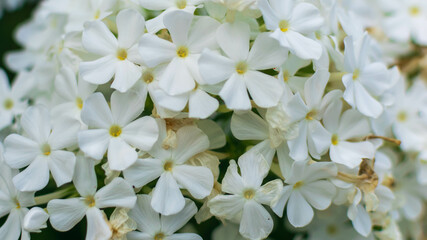 white flowers