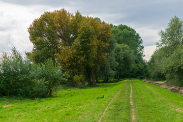 road in the forest