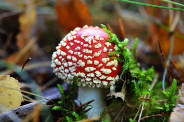 beautiful autumn image of a bright mushroom amanita close up