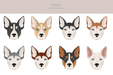 Pitsky clipart. Pit bull terrier Siberian Husky mix. Different coat colors set