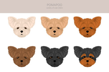 Pomapoo clipart. Pomeranian Poodle mix. Different coat colors set