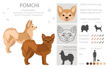 Pomchi clipart. Pomeranian Chihuahua mix. Different coat colors set