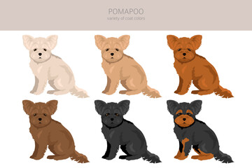 Pomapoo clipart. Pomeranian Poodle mix. Different coat colors set