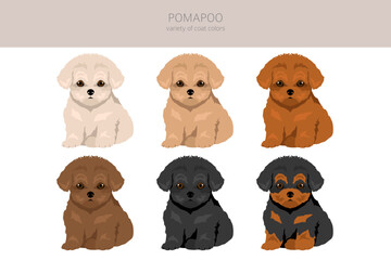 Pomapoo clipart. Pomeranian Poodle mix. Different coat colors set