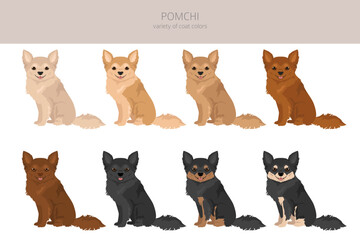 Pomchi clipart. Pomeranian Chihuahua mix. Different coat colors set