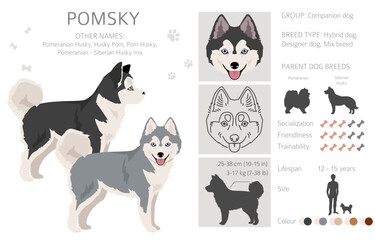Pomsky clipart. Pomeranian Husky mix. Different coat colors set