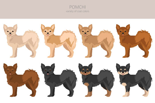 Pomchi clipart. Pomeranian Chihuahua mix. Different coat colors set
