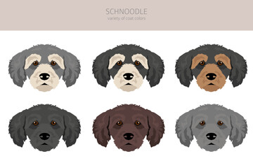 Fototapeta premium Schnoodle clipart. Schnauzer Poodle mix. Different coat colors set