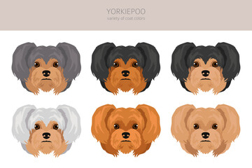 Yorkiepoo clipart. Yorkshire terrier Poodle mix. Different coat colors set