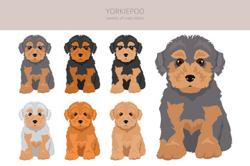 Yorkiepoo clipart. Yorkshire terrier Poodle mix. Different coat colors set