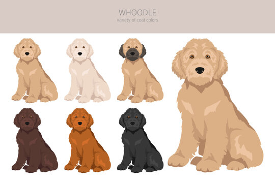Whoodle clipart. Wheaten terrier Poodle mix. Different coat colors set