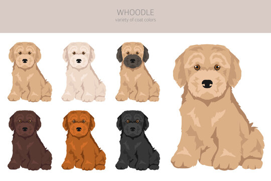 Whoodle clipart. Wheaten terrier Poodle mix. Different coat colors set